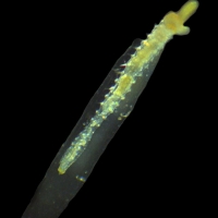 Lanice Conchilega