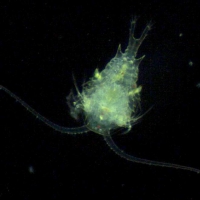 Copépode