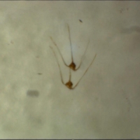 Ceratium pavillardii