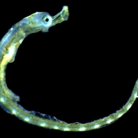 Syngnathe