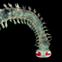 Alciopides