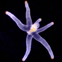 cérianthe