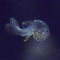 Limacina