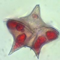 Peridinium