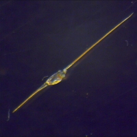 Zoé de crabe porcelaine