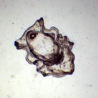 Auricularia