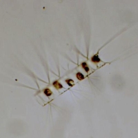 Chaetoceros