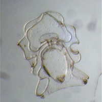 Auricularia