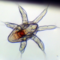 Nauplius d'ostracode