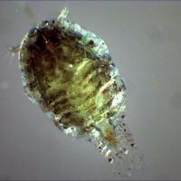 Sapphirina intestinalis