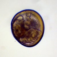 Bivalve