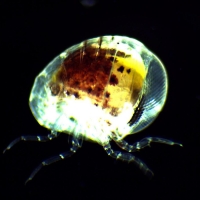 Amphipode