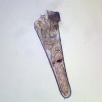 Larve véligère de Creseis