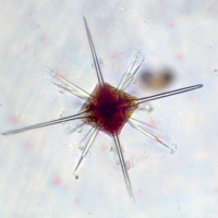 Acanthaire